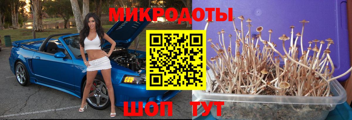 Галлюциногенные грибы Psilocybine cubensis  Галлюциногенные грибы Cubensis  Вход с VPN  Осинники 